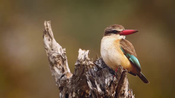 Brown-hooded Kingfisher  in Kruger National park