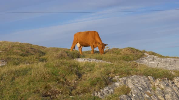 A Brown Cow Grazing On The Green Grass In The Rocky Field In Connemara, Ireland - wide shot