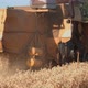 Machine Harvesting on Big Yellow Field - VideoHive Item for Sale