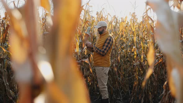 A Farmer Inspects Ripe Corn in a Dry Cornfield Before Harvesting