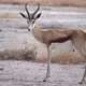 Springbok Antelope in the Wild - VideoHive Item for Sale