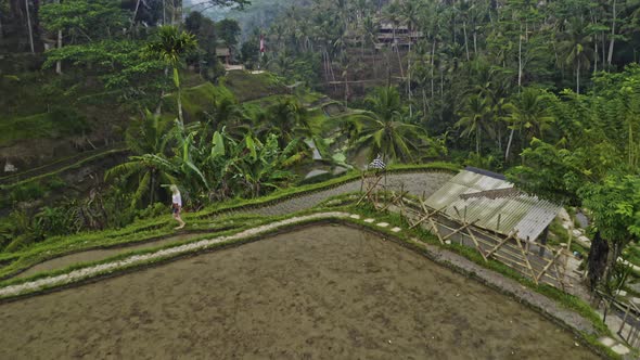 Drone Over Tegalalang Rice Terrace