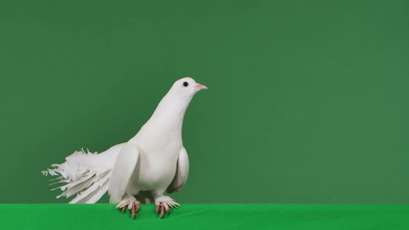 A Dove with White Beautiful Plumage Sits in a Studio with a Green Screen Chroma Key and Then Flaps