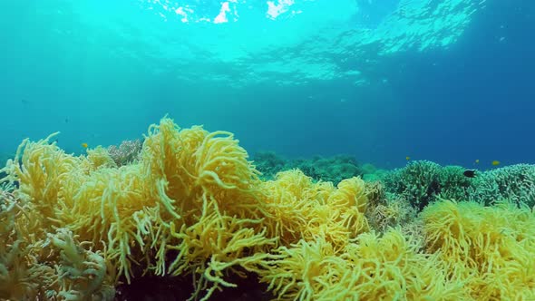 Coral Reef and Tropical Fish Underwater