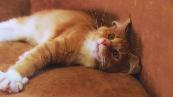 Funny Curious Young Red And White Maine Coon Kitten Cat Resting At Home