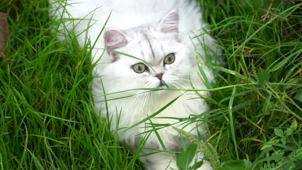 Cute Persian Cat Lying In The Garden