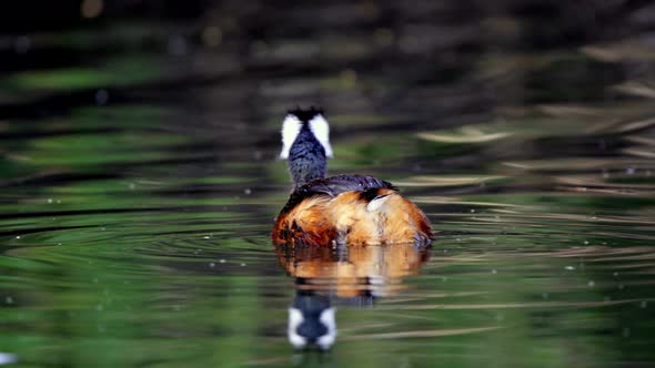 An adorable White-tufted grebe swimming on a peaceful lake and looking around