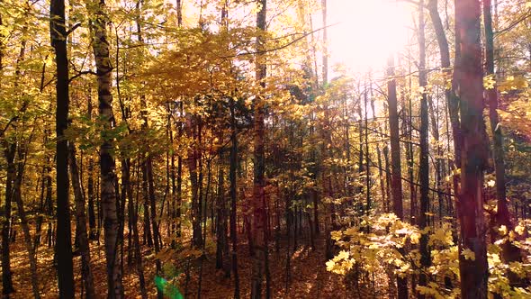 Colorful Autumn Forest Wood