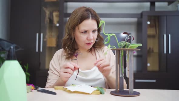 Woman Roots Indoor Plant Sprouts in Special Glass Flasks