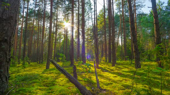 Summer Forest