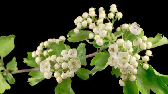 White Flowers Blossoms on the Branches of Hawthorn Tree