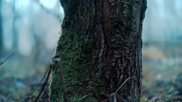 Green Moss On Tree In Winter Forest. Wilderness National Park On Cold Season.Peaceful Magical Forest