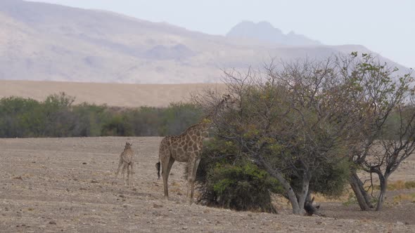 Giraffe eats from a tree on the savanna 