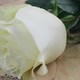 White Rose Put On Vintage Sheet Music - VideoHive Item for Sale