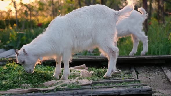 Young Goats Eat Hay in the Sunset Light at the Farm