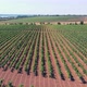 An Aerial View Of A Vineyard's Grape Fields - VideoHive Item for Sale
