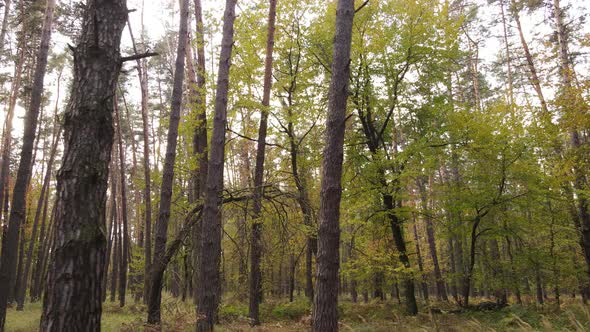 Autumn Forest with Trees By Day