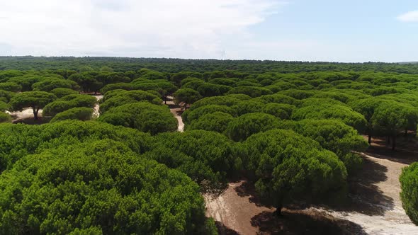 Savannah Forest Trees