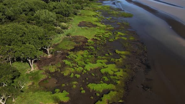 Forward drone shot of sandy green swamps by coast of Rio de la Plata