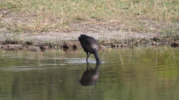 African Openbill walking in a pond searching for food