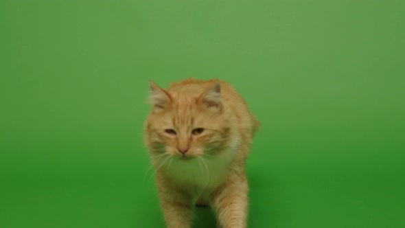 Walking long hair  orange cat 