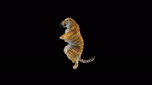 66 Tiger Dancing 4K