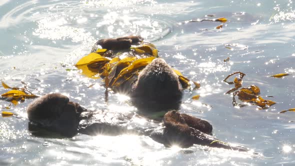 Wild Sea Otter Marine Animal Swimming in Ocean Water California Coast Wildlife