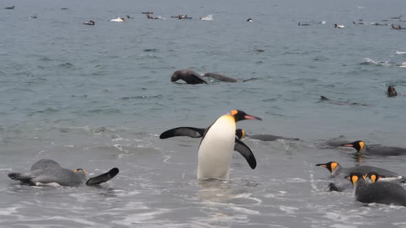 King Penguin on the Beach in South Georgia