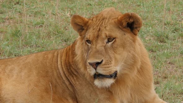 Male Lions on the rocks in Serengeti National Park Tanzania