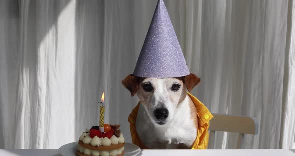 Funny Furry Dog with Purple Birthday Hat By Candle on Cake