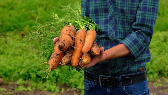 A Man Farmer is Holding a Harvest of Carrots in His Hands