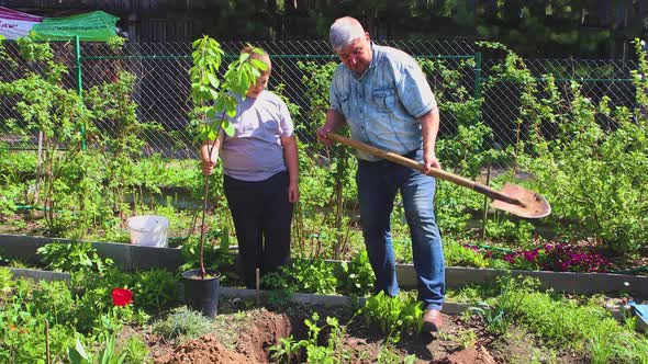 The Father Falls Asleep in the Hole with Black Soil the Boy Holds a Seedling