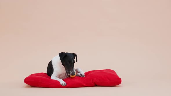 Front View of a Smooth Fox Terrier in the Studio on a Light Brown Background