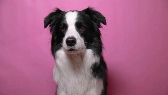 Funny Portrait of Cute Puppy Dog Border Collie Isolated on Pink Colorful Background