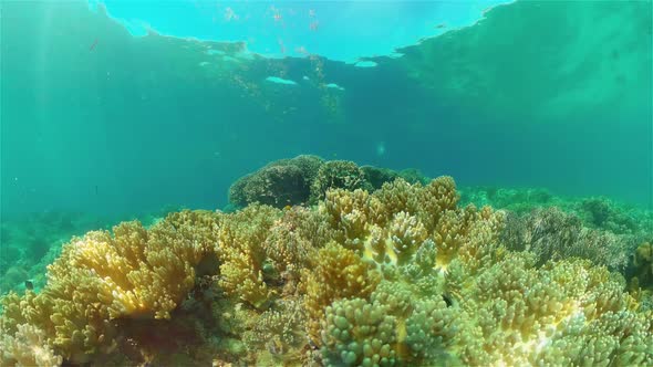 Coral Reef and Tropical Fish Underwater