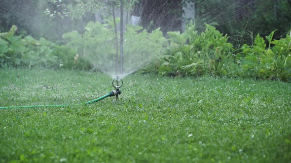 Irrigation of the garden with sprinkler irrigation of the lawn.