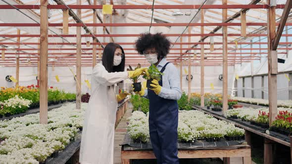 Female Agricultural Engineer in Greenhouse Wearing White Medicine Robe and Latin American Male