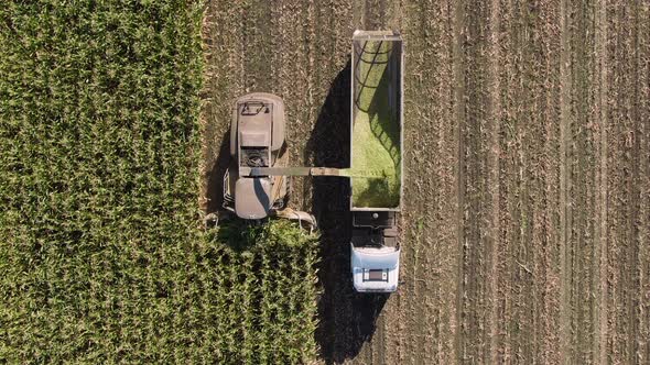 harvesting corn. cleaning the corn field. harvester with truck. aerial view