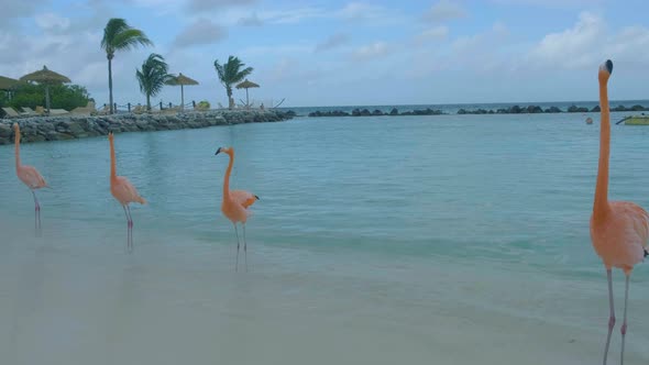 Aruba Beach with Pink Flamingos at the Beach Flamingo at the Beach in Aruba Island Caribbean