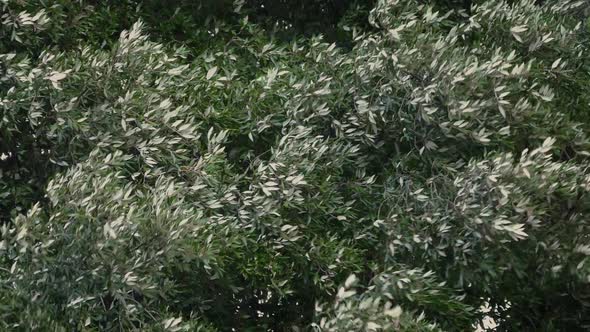 Tree Branches In Gale Force Wind