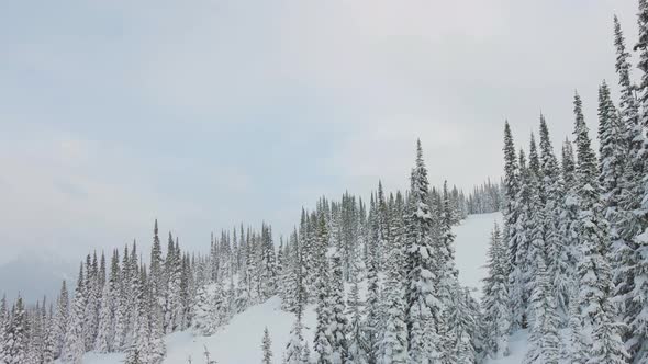 Snowy Forest on Top of the Mountains in Winter During Snow Fall