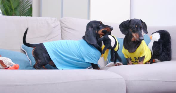 Dachshund Dogs Fight for Plush Bee Sitting on Sofa in Room