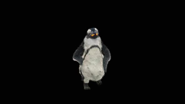 Penguin Dancing HD