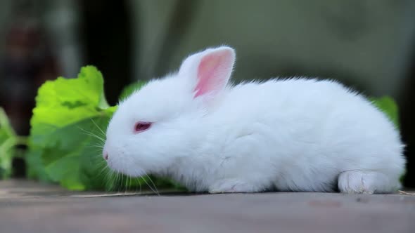 Little white bunny, rabbit on green grass, white rabbit little rabbit