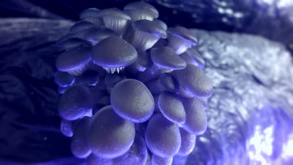 Oyster mushrooms time lapse. Industrial cultivation of mushrooms.