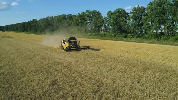 Aerial Drone Footage. Low Flight To Combine Harvester Gathers the Wheat. Harvesting Grain Field