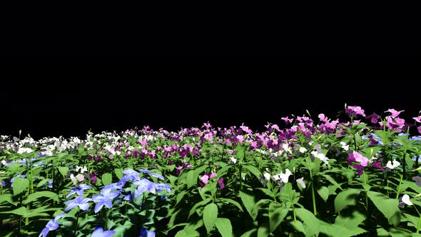 Motion Through Flower Field alt