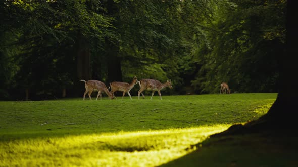 Female Deer Walking And Grazing Grass In Sunlit Forest