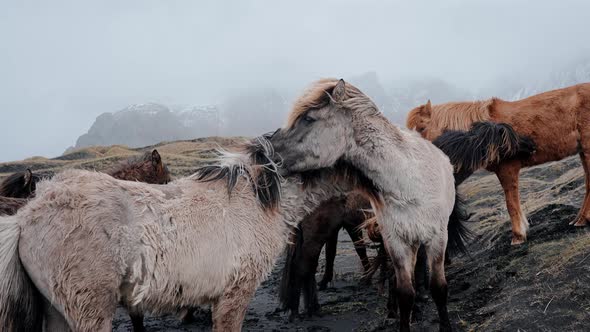 Closeup View of Icelandic Horses Standing on Grassy Field