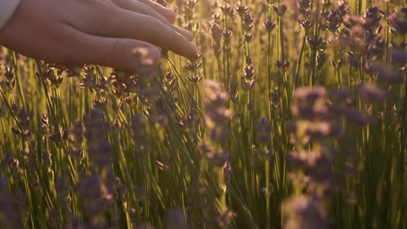 Woman Hands Touches the Tops of Levandule Flowers in the Rays of the Sunset